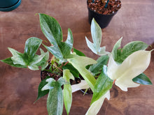 Load image into Gallery viewer, Philodendron Florida Ghost
