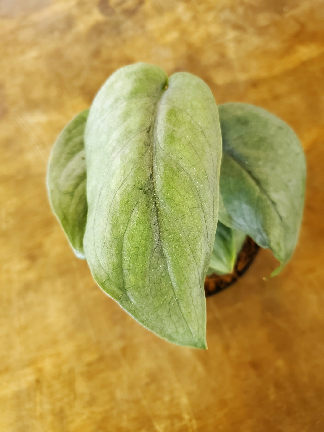 Scindapsus Silver Hero Platinum