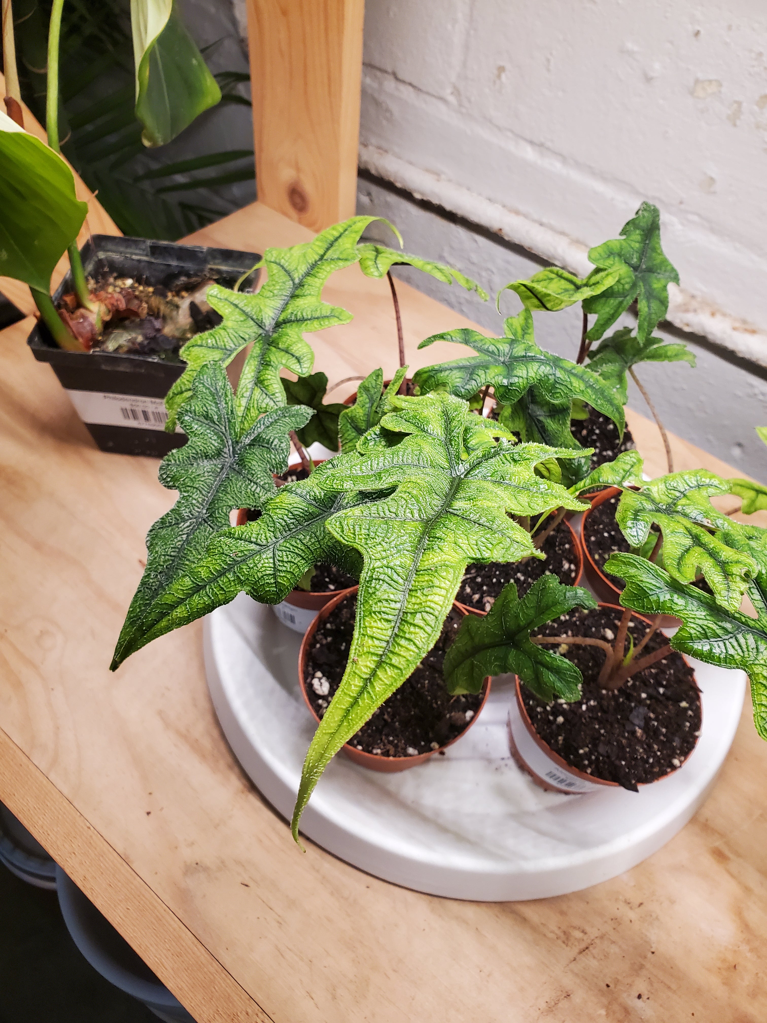 Alocasia Jacklyn – Lush Plant Co. Decatur