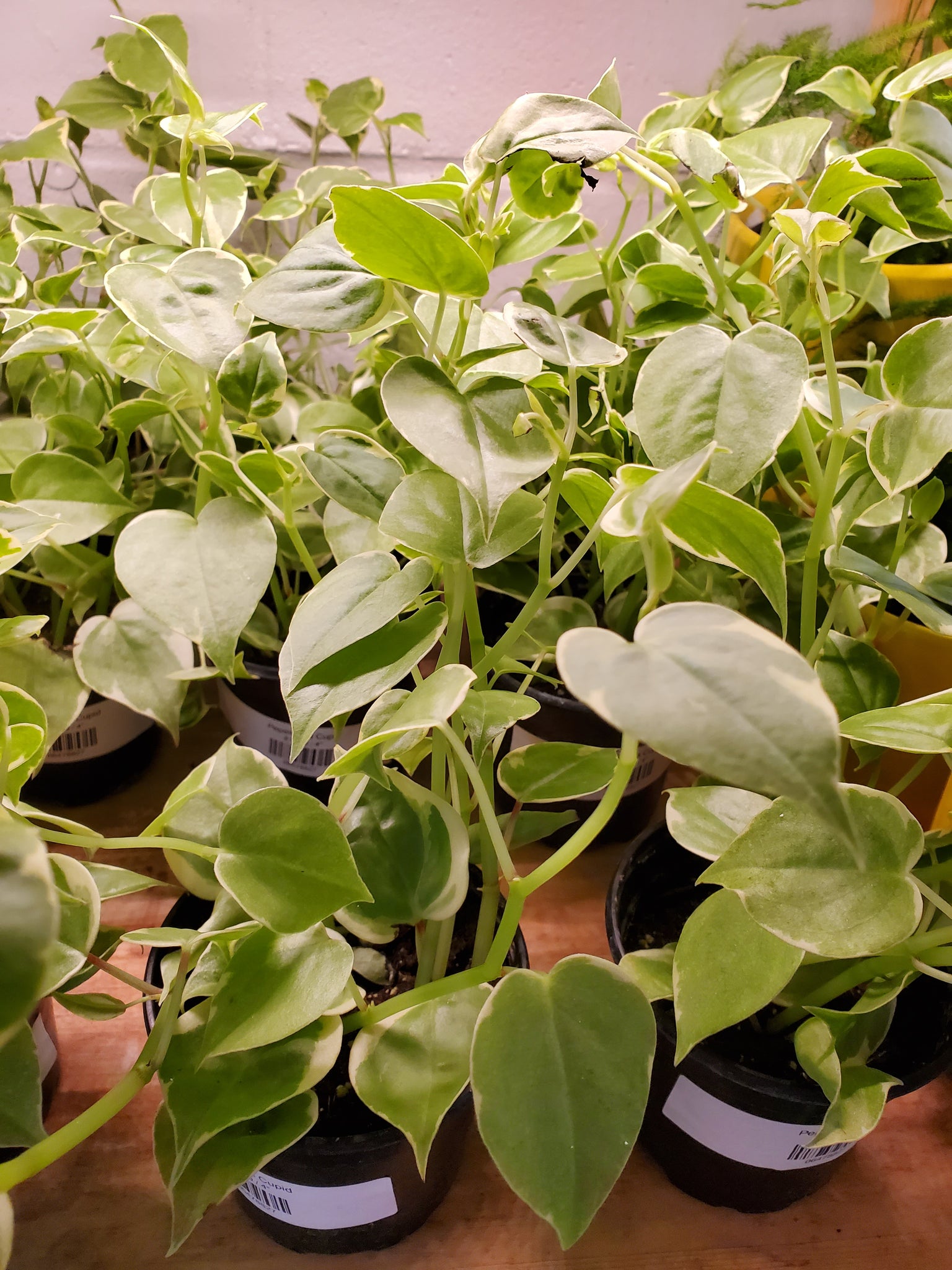 philodendron peperomia Peperomia Cupid – Lush Plant Co. Decatur