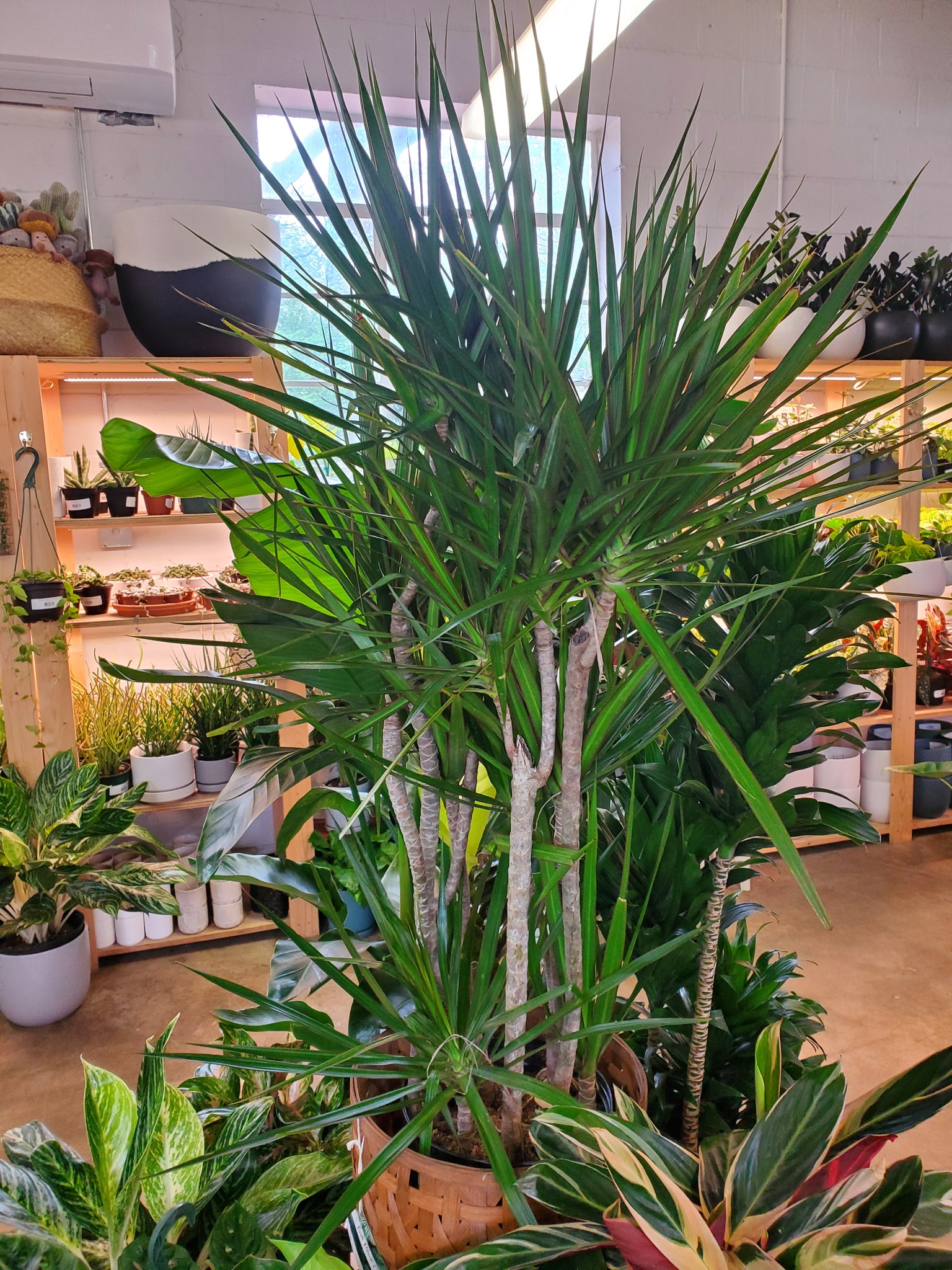 dracaena marginata cura Dracaena Marginata – Lush Plant Co. Decatur
