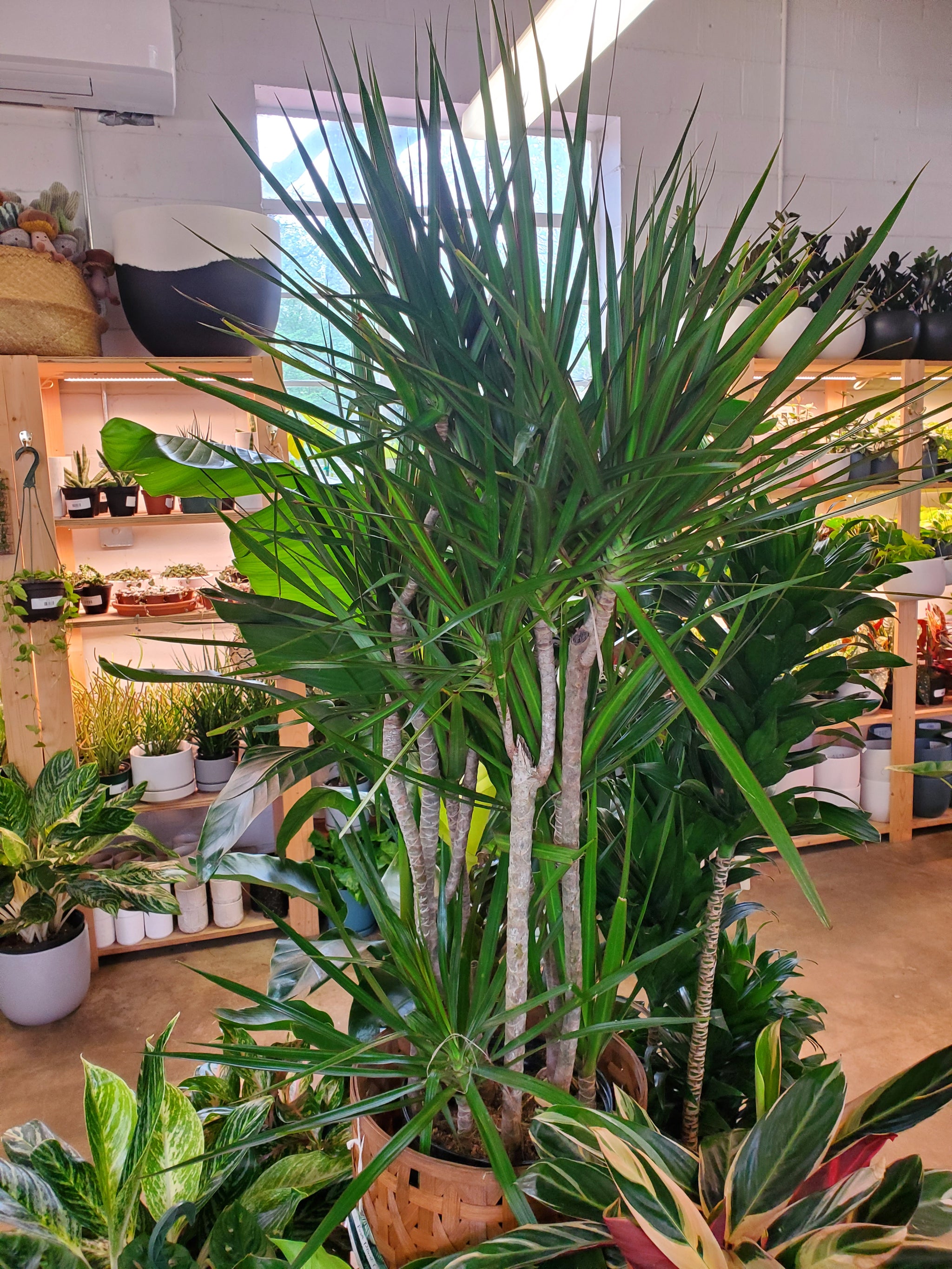 dracaena marginata tronco blando Dracaena Marginata – Lush Plant Co. Decatur