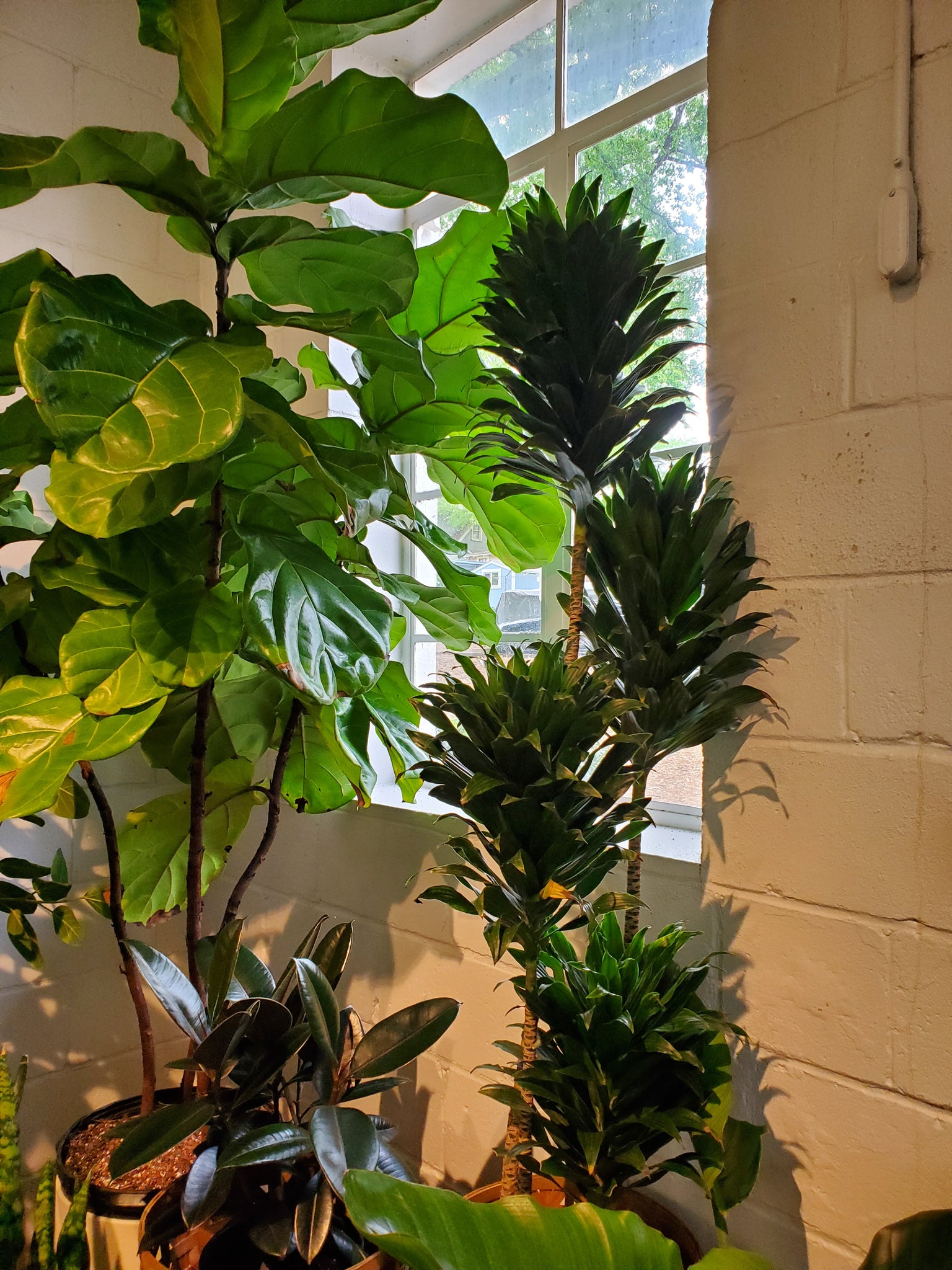 large dracaena compacta cane Dracaena Janet Craig Compacta Cane – Lush Plant Co. Decatur