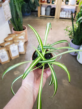 Load image into Gallery viewer, Spider Plant - Variegated
