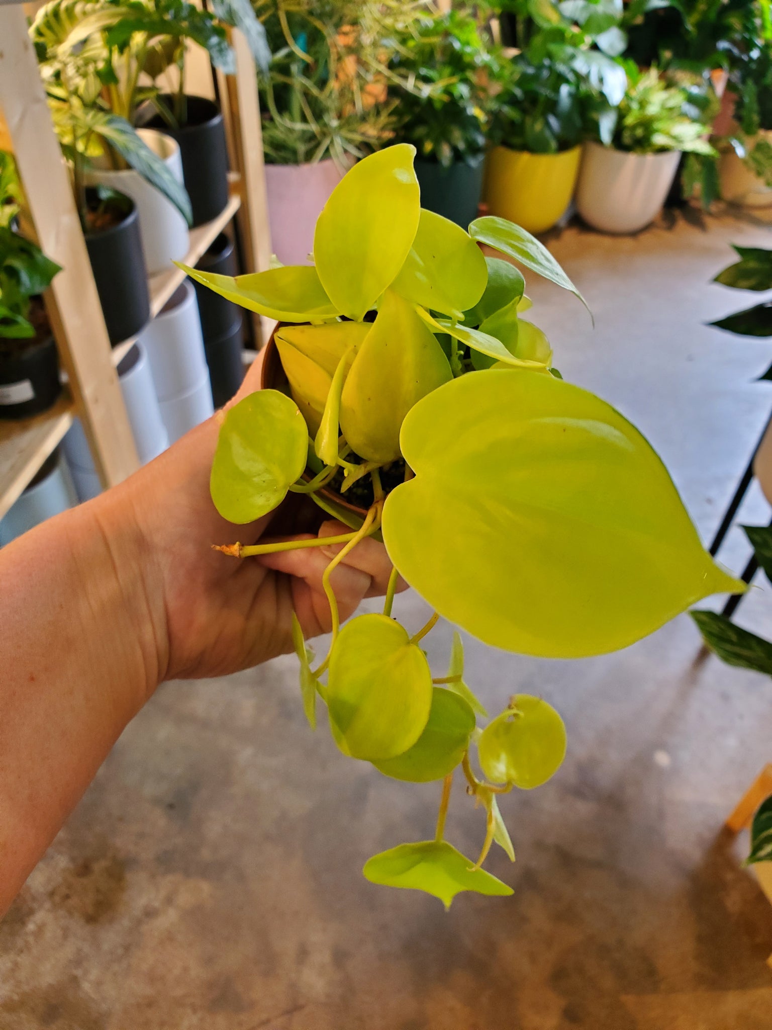 philodendron heartleaf lemon lime Philodendron Lemon Lime Hederaceum – Lush Plant Co. Decatur