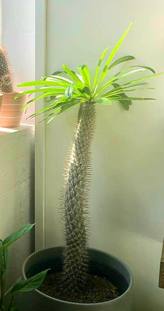 madagascar palm plant Madagascar Palm – Lush Plant Co. Decatur