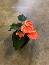 Load image into Gallery viewer, Flamingo Anthurium
