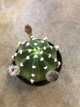 Load image into Gallery viewer, Cactus - Assorted
