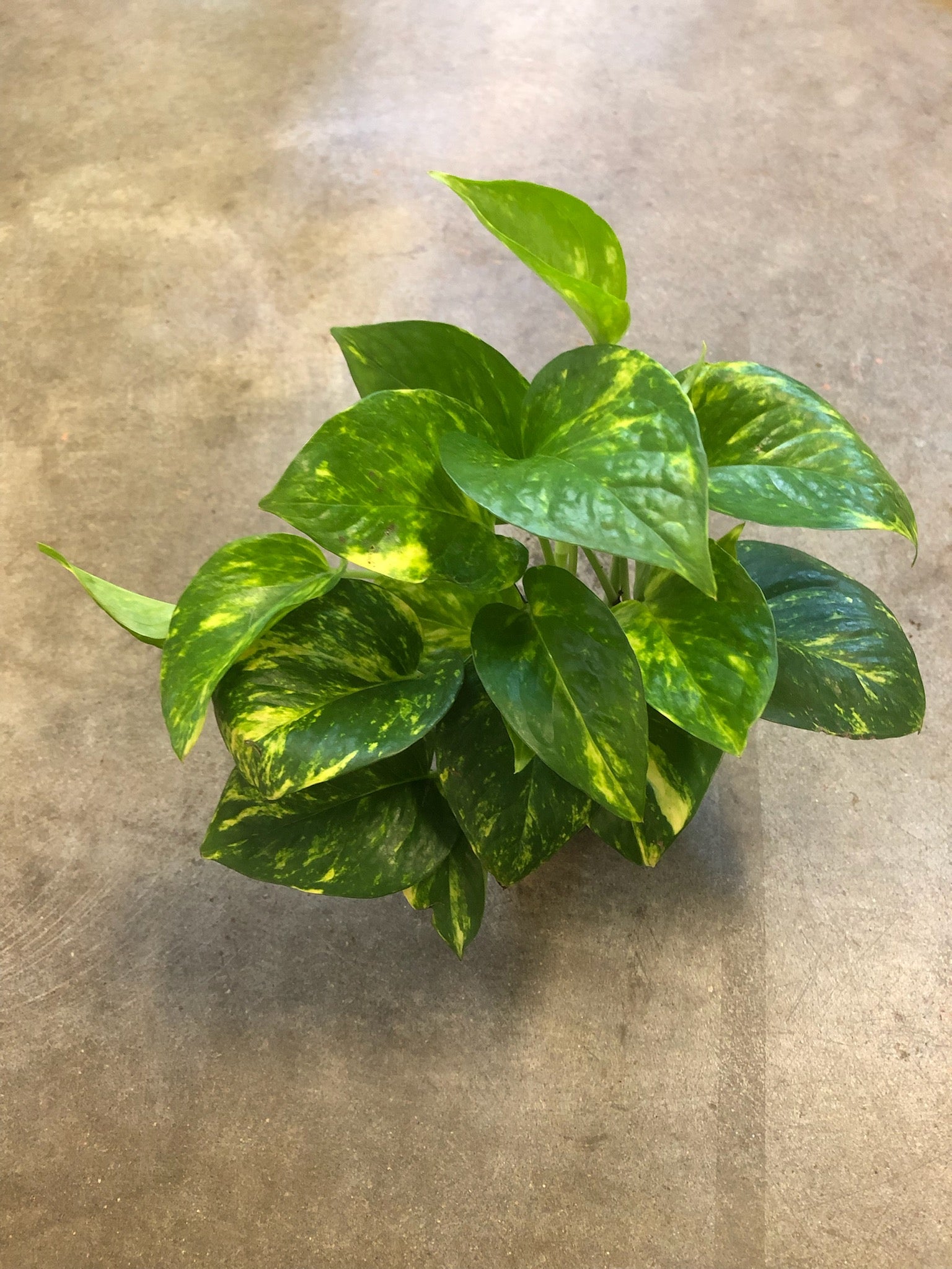 lush golden pothos Golden Pothos – Lush Plant Co. Decatur