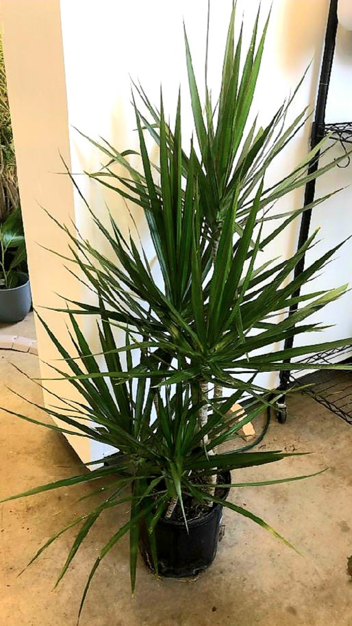 Dracaena Marginata – Lush Plant Co. Decatur