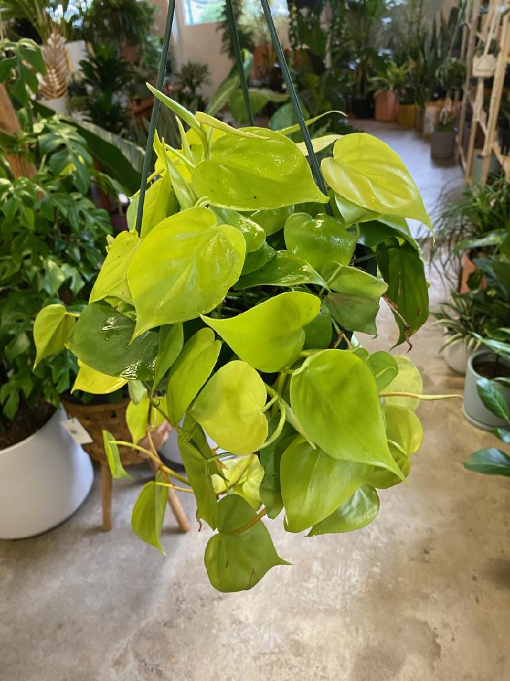 lime green heart shape philodendron Philodendron Lemon Lime Hederaceum – Lush Plant Co. Decatur