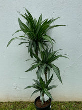 Load image into Gallery viewer, Dracaena Warneckii
