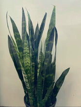Load image into Gallery viewer, Sansevieria Black Coral
