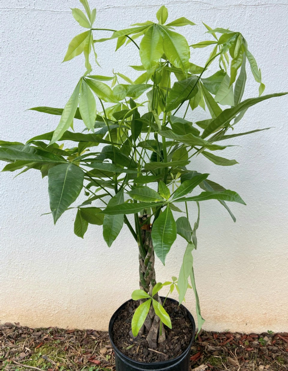 Money Tree - Pachira Aquatica