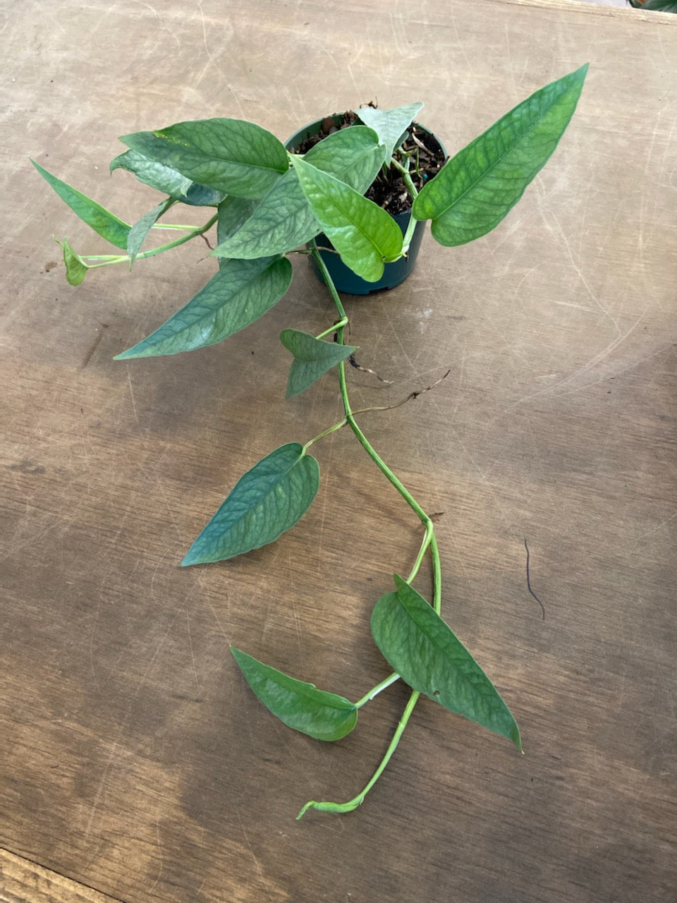 cebu blue pothos for sale philippines Epipremnum Pinnatum