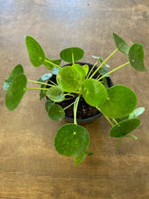 Load image into Gallery viewer, Pilea Peperomioides
