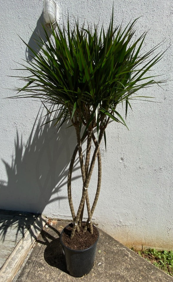 dracaena marginata open weave care Dracaena Marginata – Lush Plant Co. Decatur