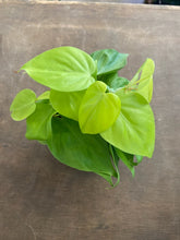 Load image into Gallery viewer, Philodendron Lemon Lime Hederaceum
