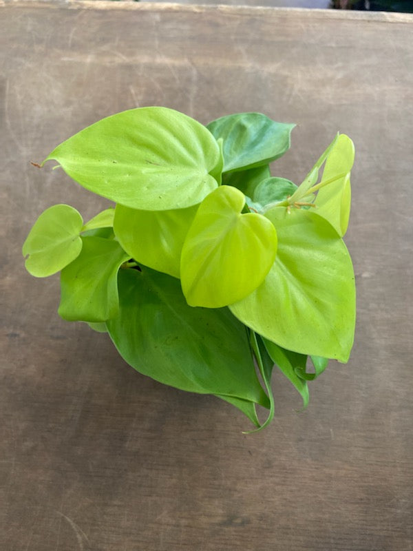 Philodendron Lemon Lime Hederaceum – Lush Plant Co. Decatur