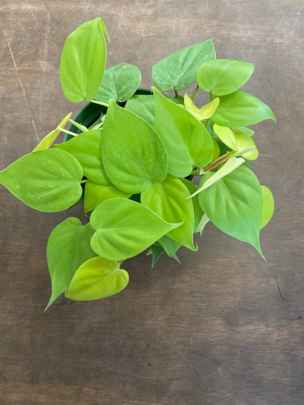 Lemon Lime Vining Philodendron - Easy to Grow