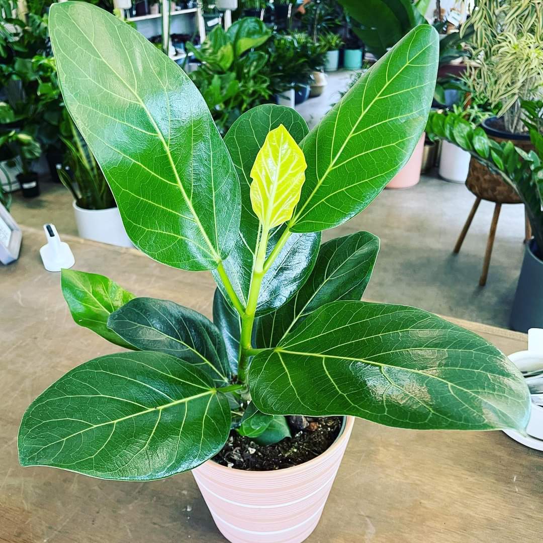 ficus audrey for sale near me Ficus Audrey – Lush Plant Co. Decatur