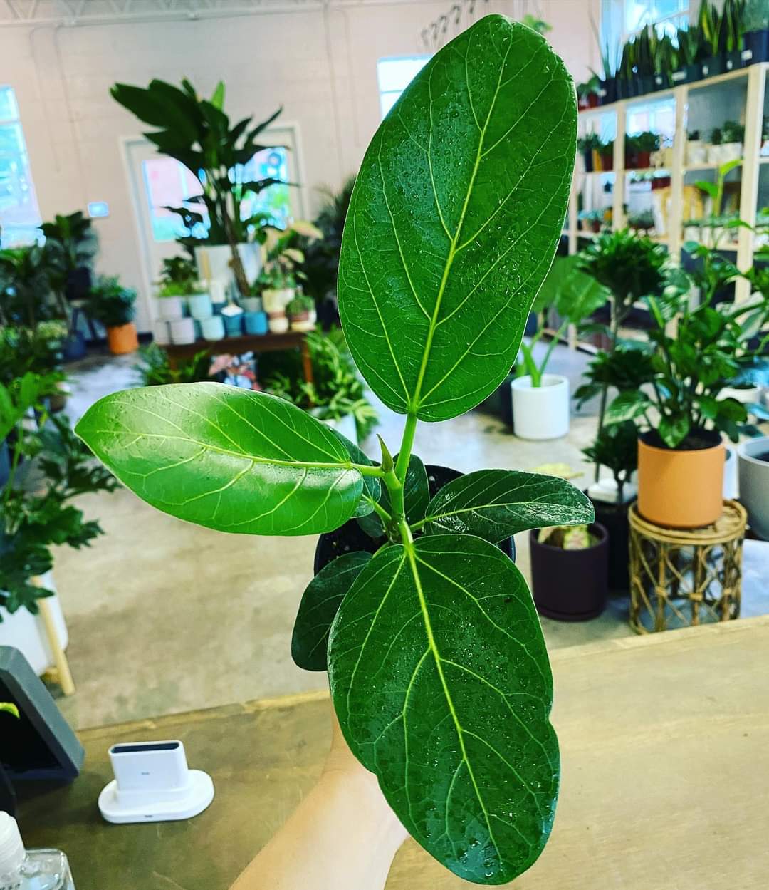 Ficus Audrey  Lush Plant Co. Decatur