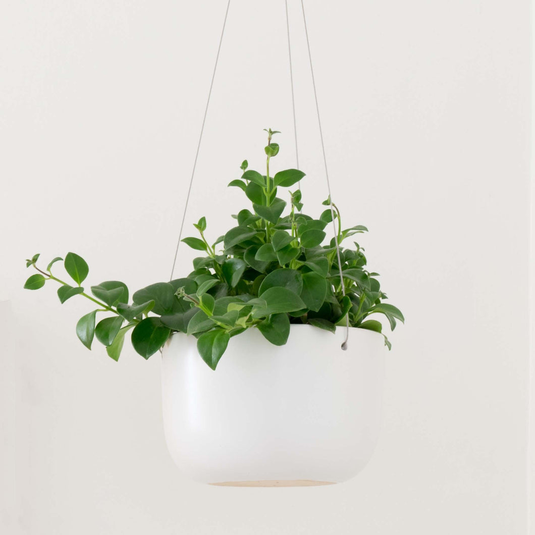 Ceramic Hanging Planter - White
