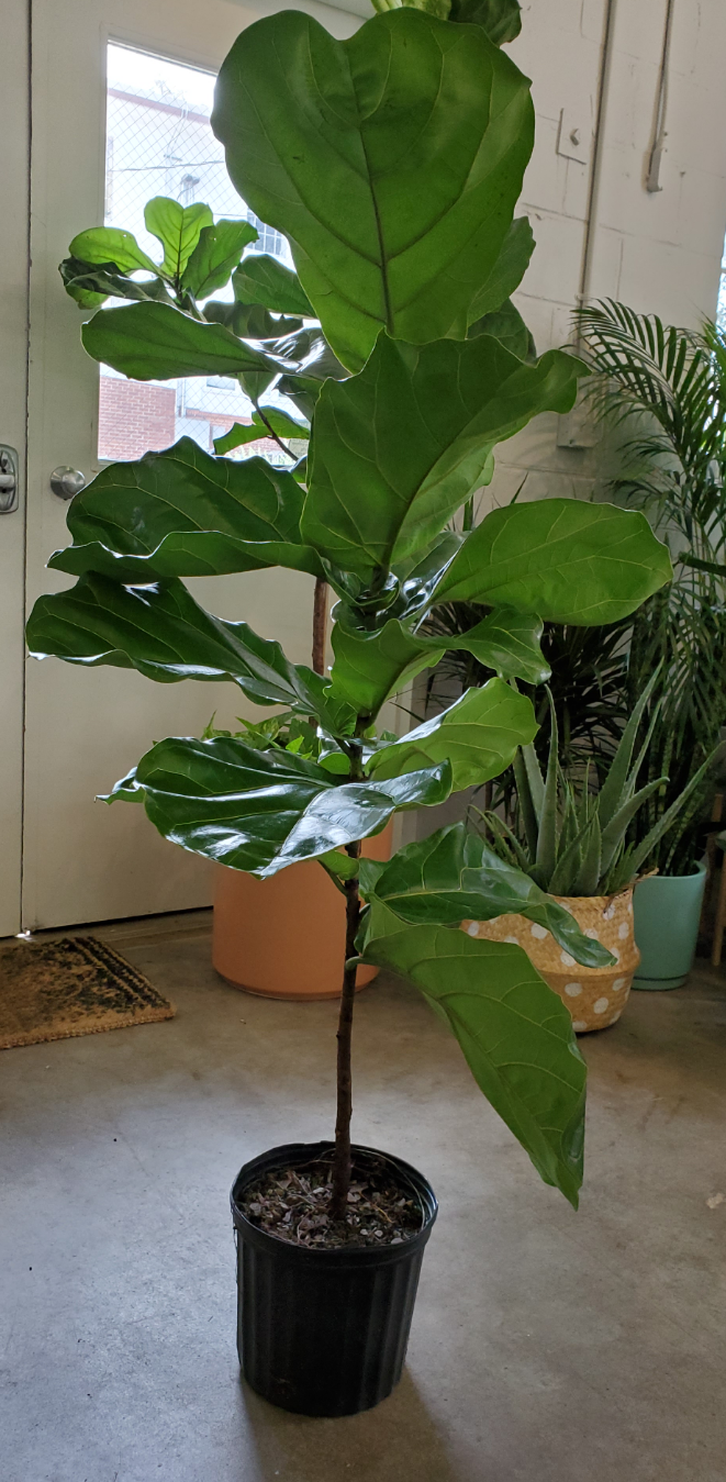 fiddle leaf fig tree real for sale Ficus Lyrata