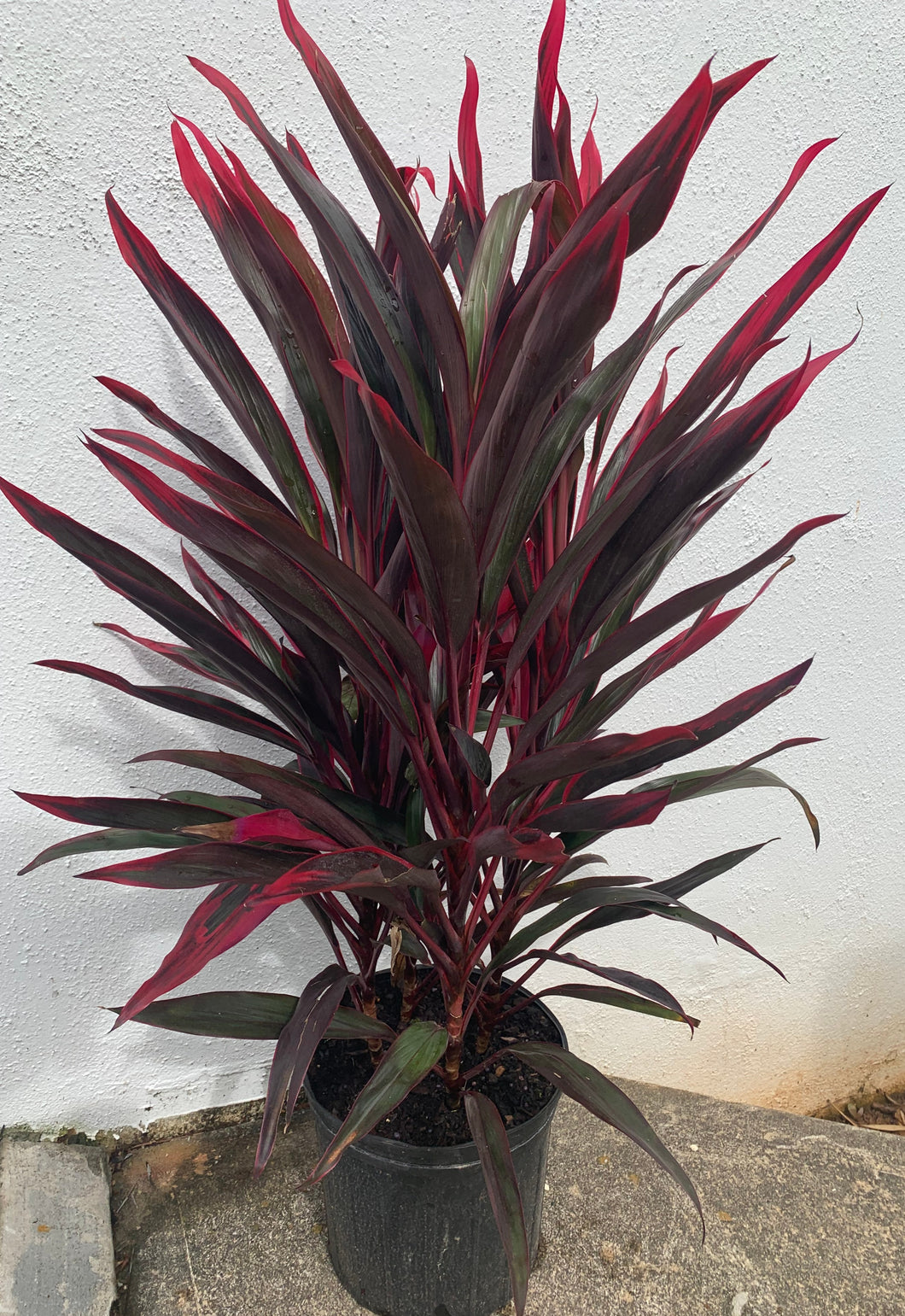 Cordyline