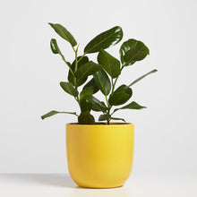 Load image into Gallery viewer, Ceramic Egg Planter - Yellow
