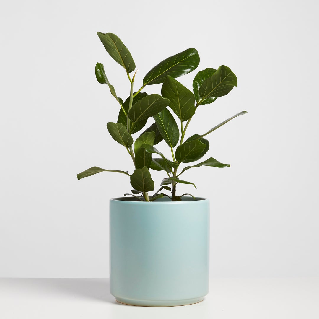 Peach & Pebble Ceramic Cylinder Planter - Blue – Lush Plant Co. Decatur