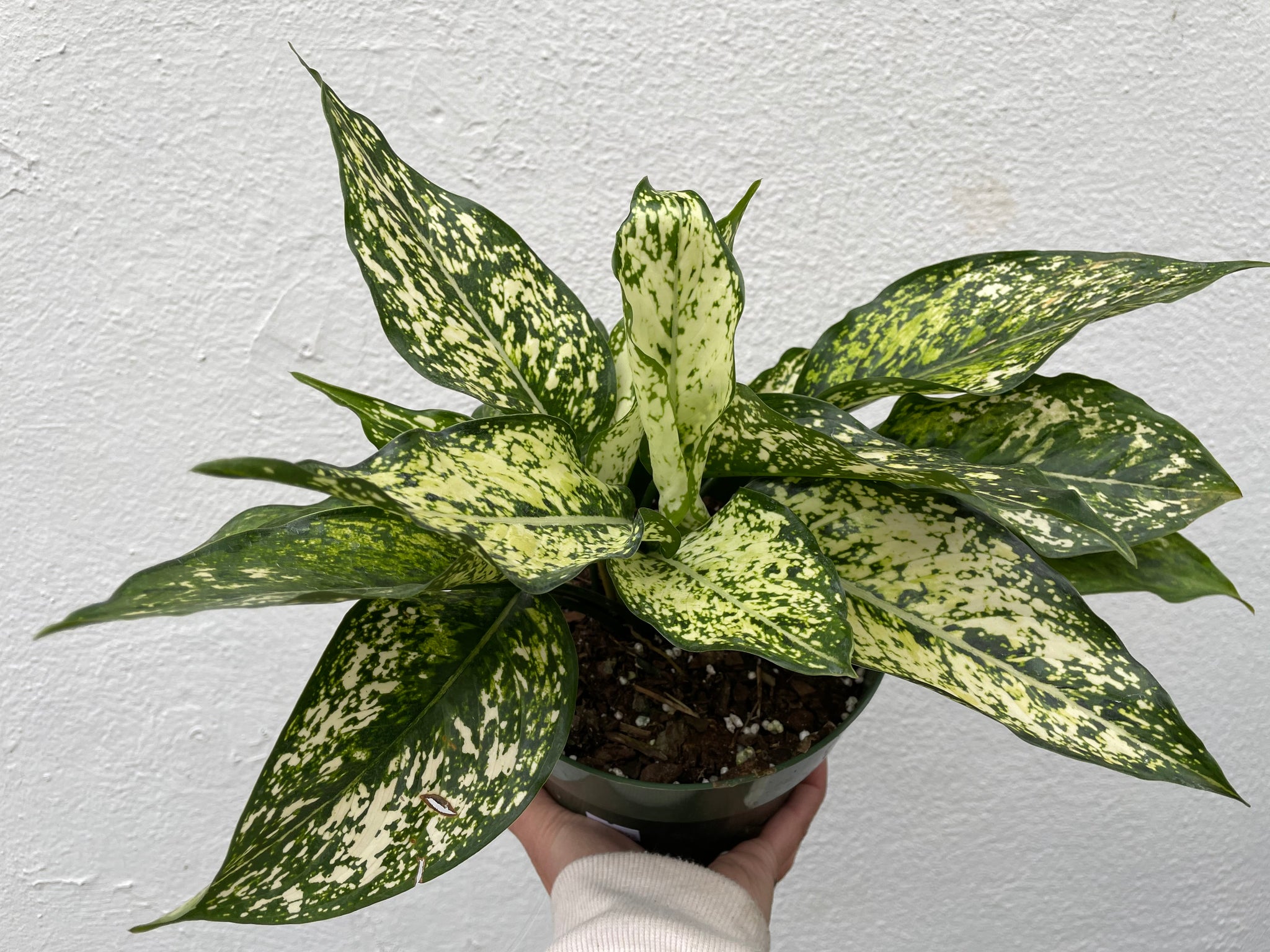 aglaonema spring snow Aglaonema Spring Snow – Lush Plant Co. Decatur