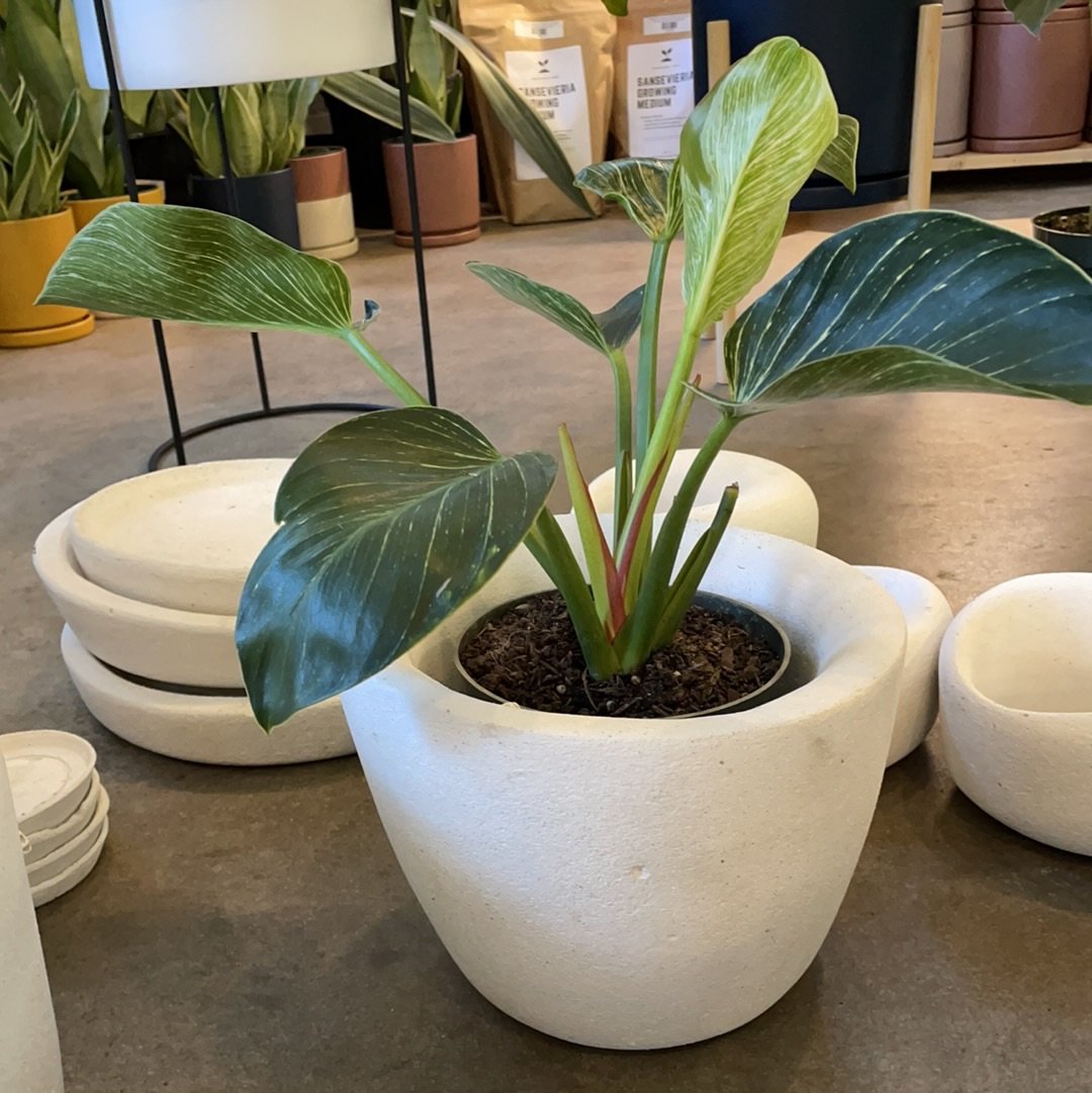 Todd Terranova Skull Planter Collection – Lush Plant Co. Decatur