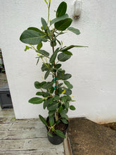 Load image into Gallery viewer, Ficus Audrey
