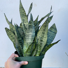 Load image into Gallery viewer, Sansevieria Robusta
