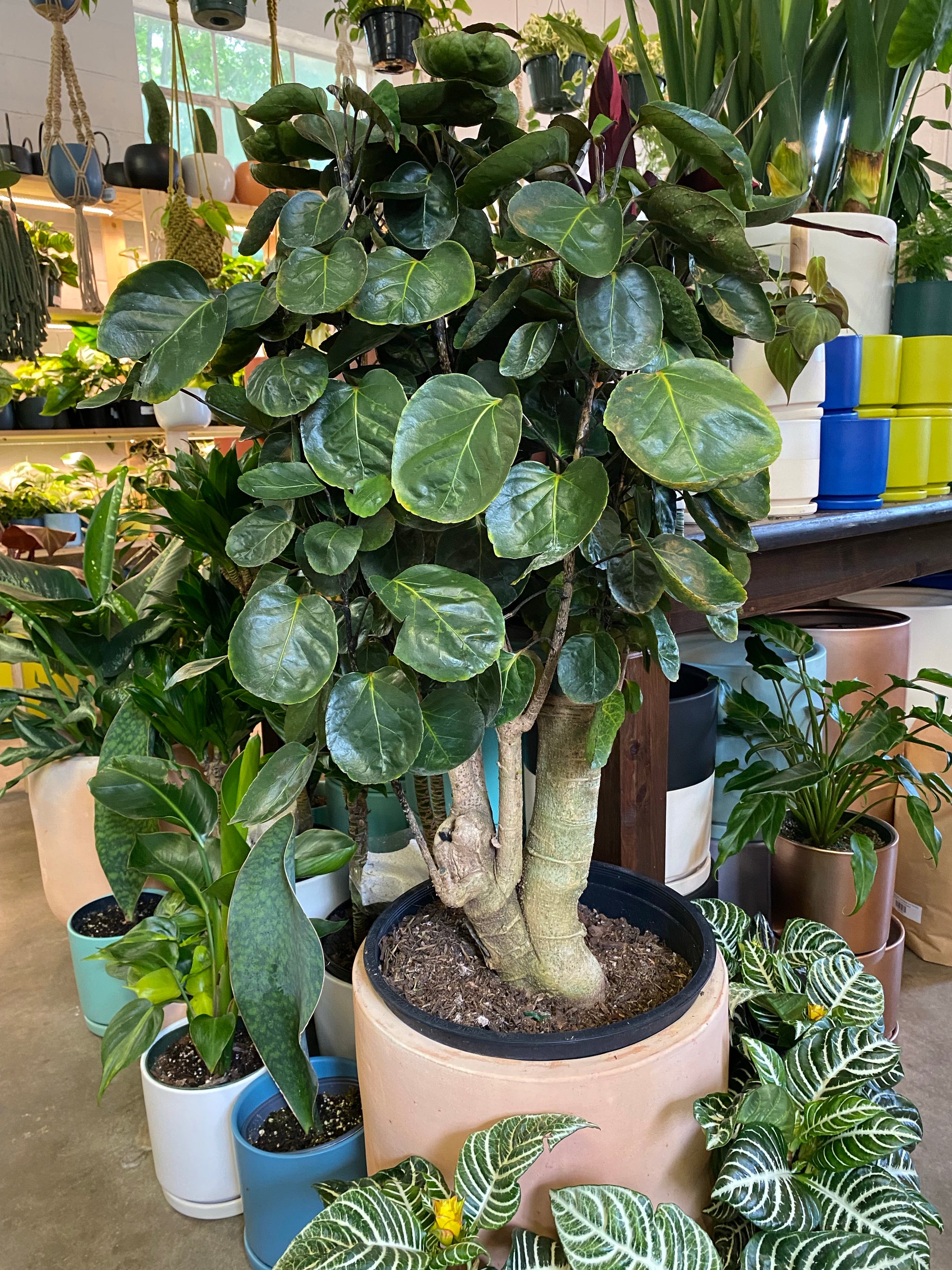 Aralia