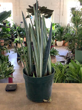 Load image into Gallery viewer, Sansevieria Bantel’s Sensation
