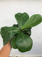 Load image into Gallery viewer, Ficus Lyrata - Fiddle Leaf Fig
