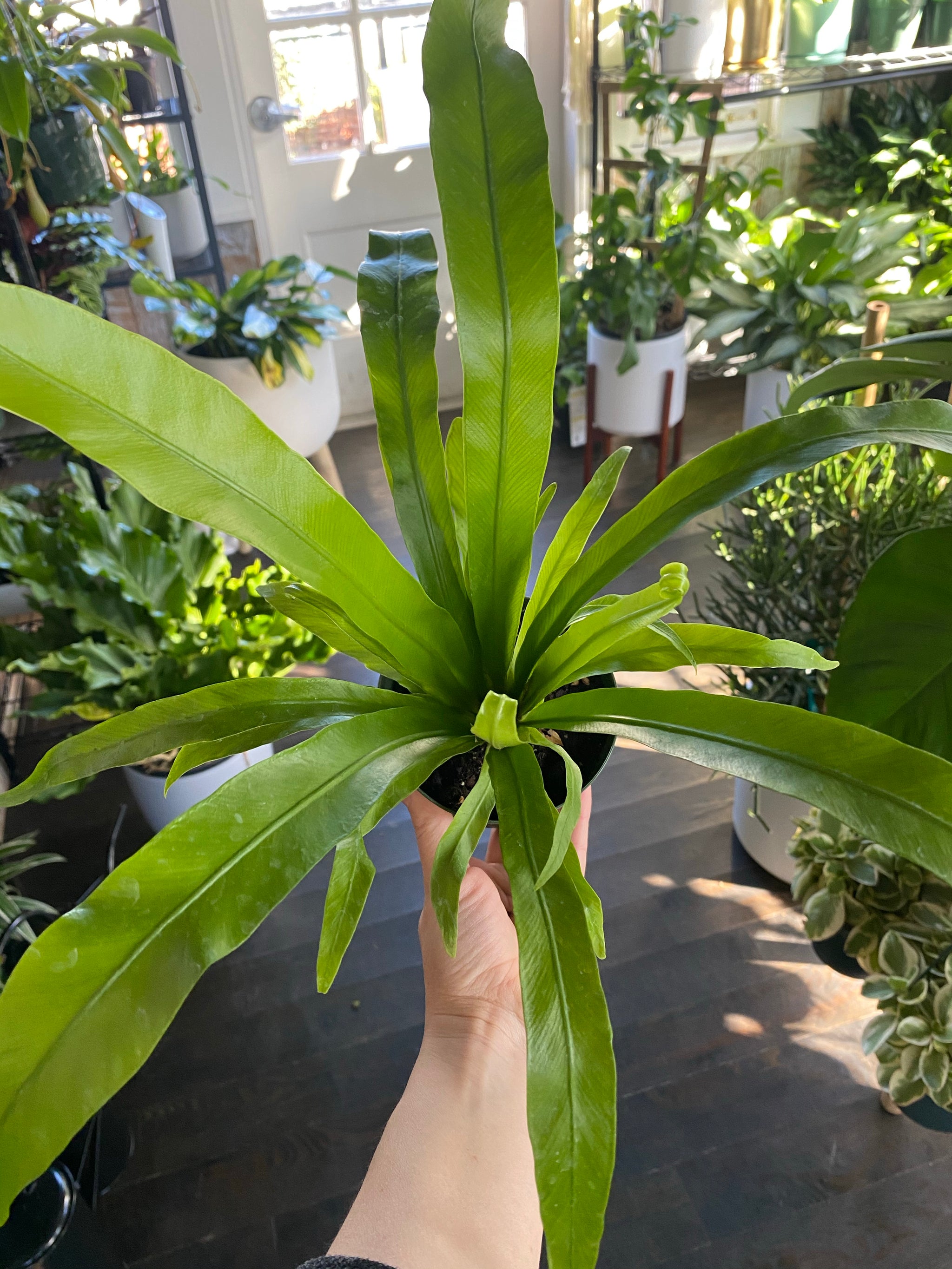 bird's nest fern pale leaves Birds Nest Fern – Lush Plant Co. Decatur