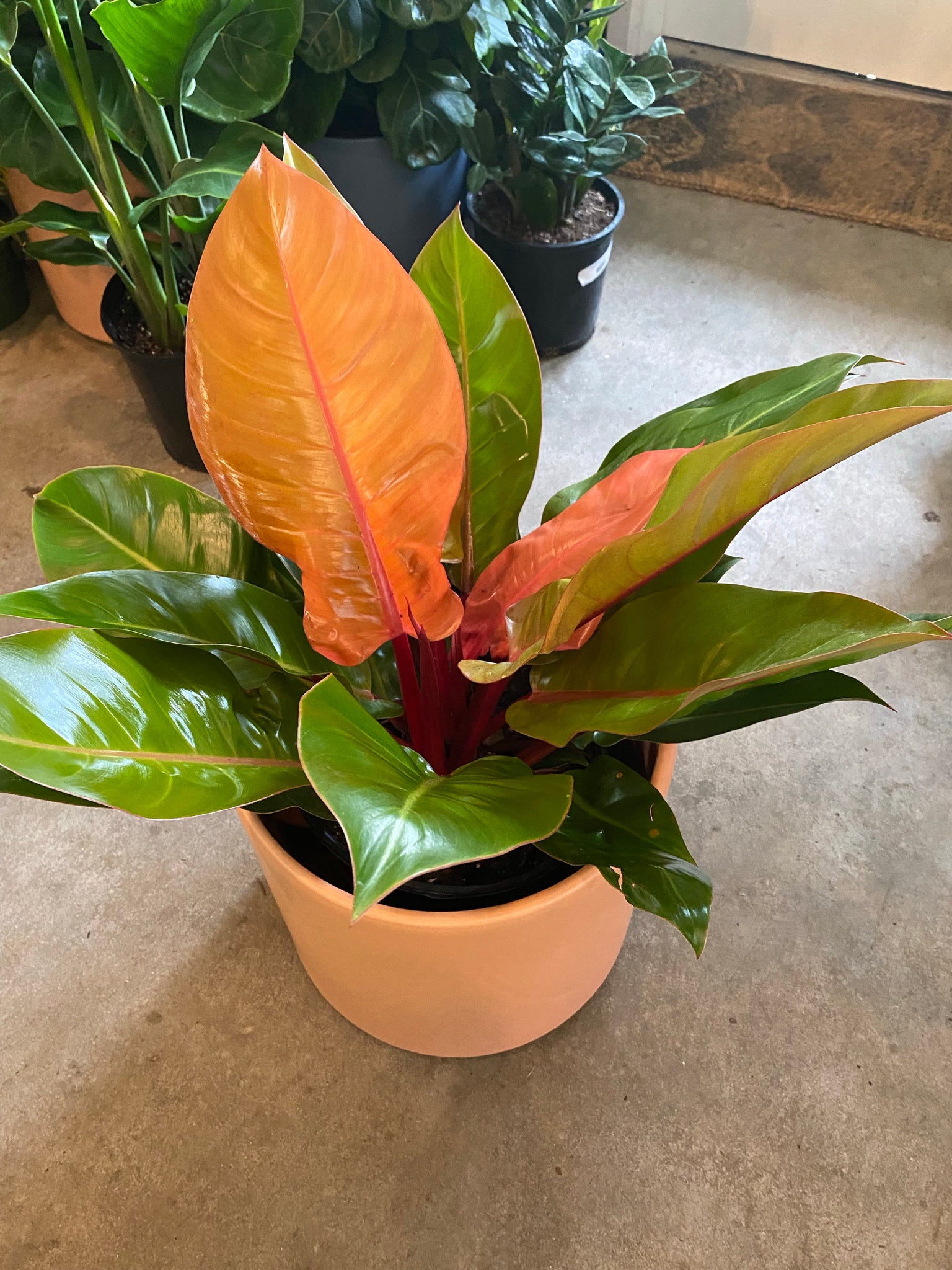 prince of orange philodendron price Philodendron Prince of Orange – Lush Plant Co. Decatur