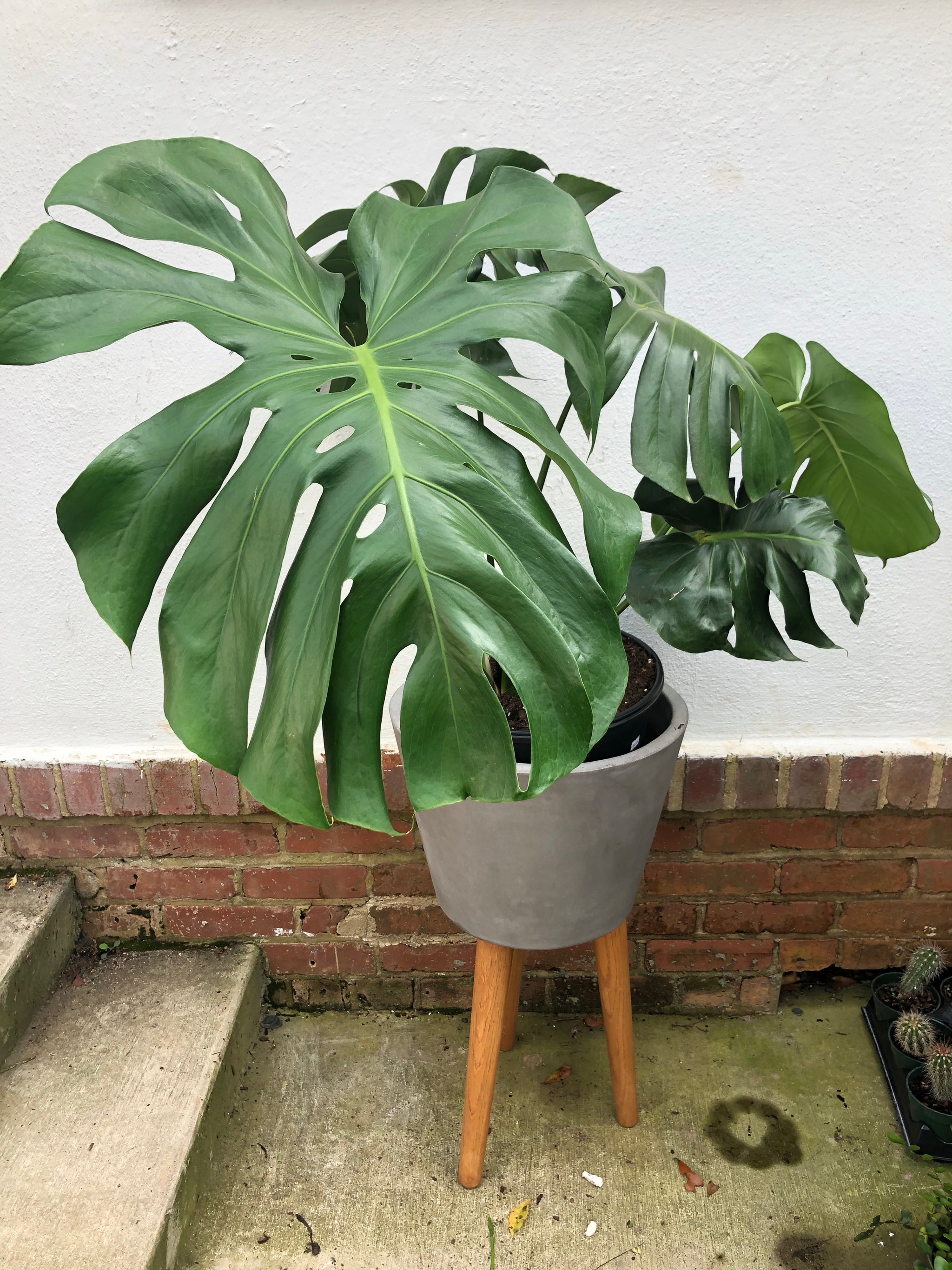 Monstera Deliciosa – Lush Plant Co. Decatur
