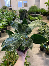 Load image into Gallery viewer, Philodendron Birkin
