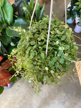 Load image into Gallery viewer, String of Turtles
