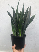 Load image into Gallery viewer, Sansevieria Black Coral

