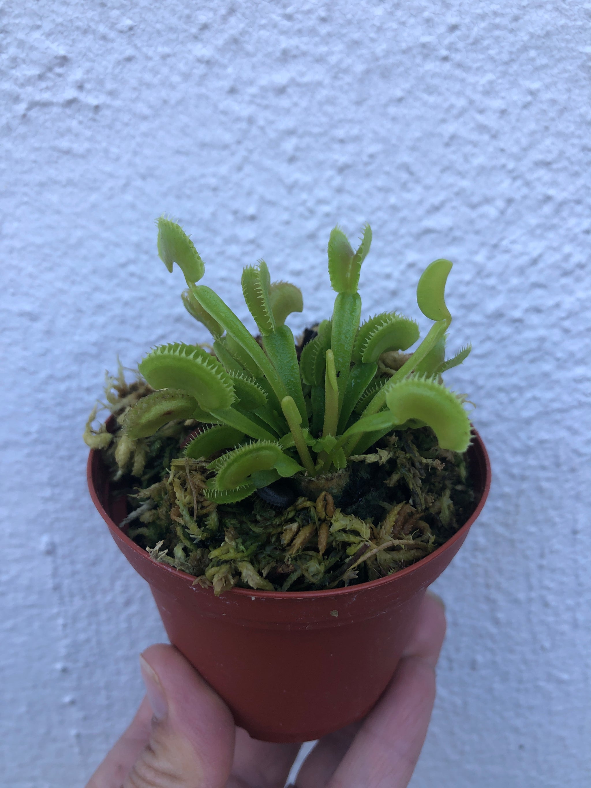 Carnivorous Plants – Lush Plant Co. Decatur