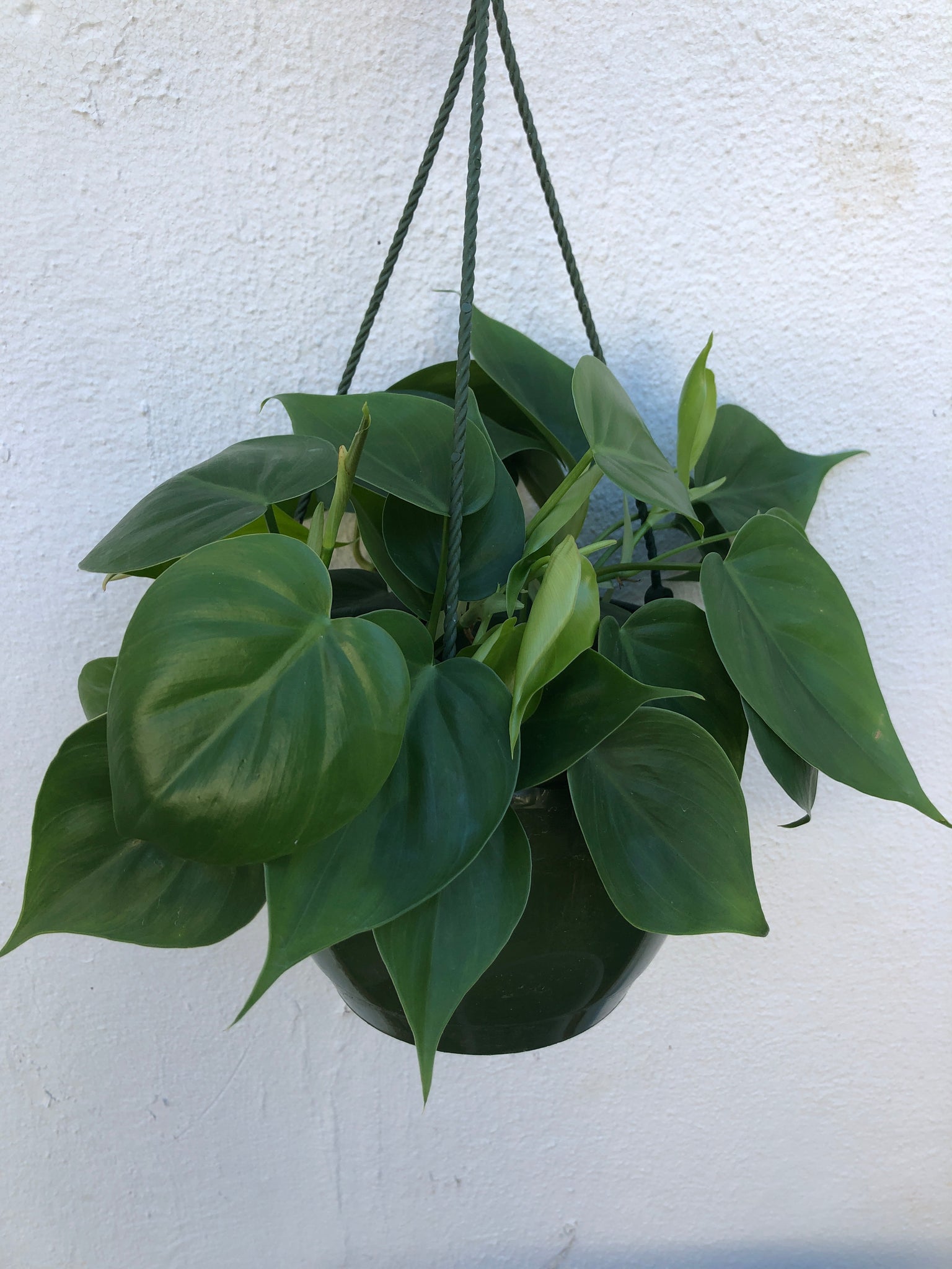 philodendron cardiacum Philodendron Cordatum – Lush Plant Co. Decatur