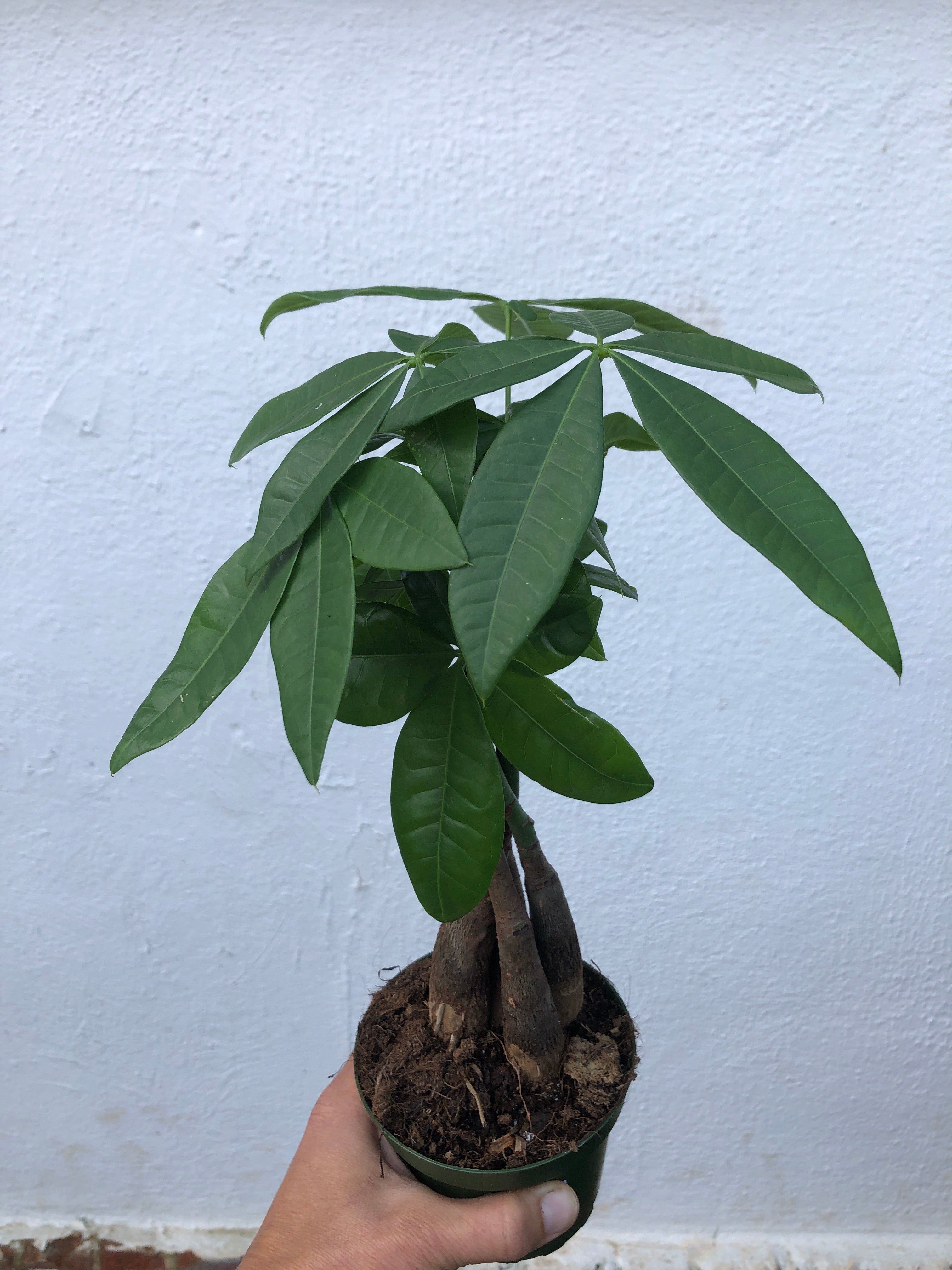 unbraided money tree plant Money Tree