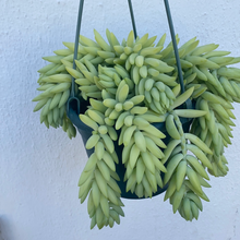 Load image into Gallery viewer, Sedum “Burros Tail”

