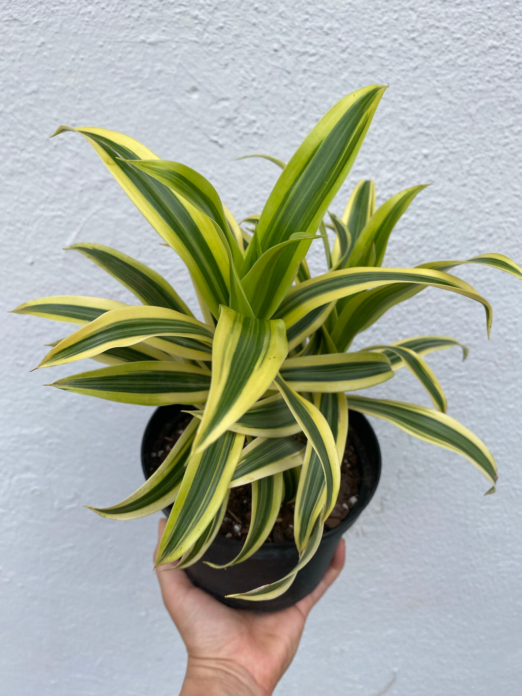 Dracaena - Song of India