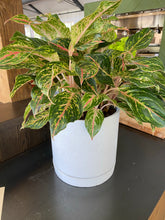 Load image into Gallery viewer, Aglaonema Sparkling Sarah
